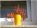 sedum